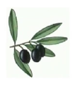 olive branch