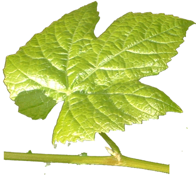 Grape Leaf John 15 "I am the Vine"