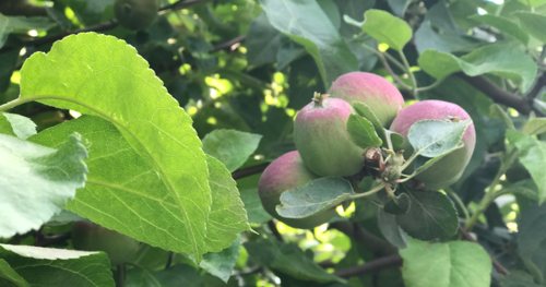 God's leaves have given us apples and all sorts of good things to eat.