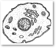 Cell members form functioning units