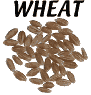 Wheat grain kernels