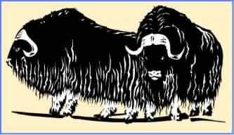 oxen without a yoke