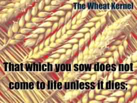 Wheat kernel: that which yo sow does not come to life unless it dies.