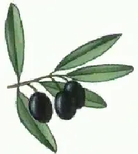 Olive branch with olives