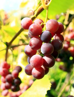 abundance - purple grapes