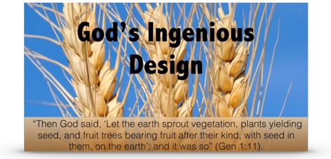 God's Ingenious Design: An Apologetic Look at Seeds